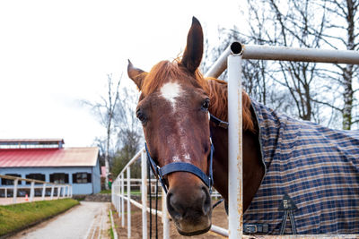 A bay horse in a blanket stands in a paddock. selective focus.