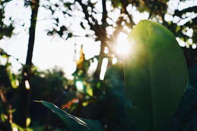Sunlight streaming through leaves