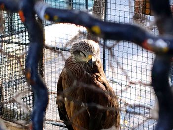 Close-up of owl perching in cage at zoo