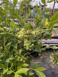 plant