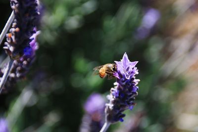 Close-up of bee pollinating on purple flower