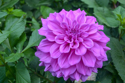 Close-up of pink dahlia flower