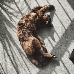 Cat relaxing on tiled floor