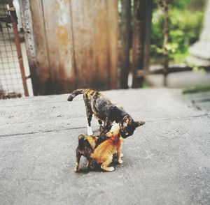 High angle view of cat with kittens standing on street