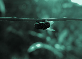 Close-up of insect on plant stem