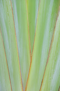 Full frame shot of green leaves