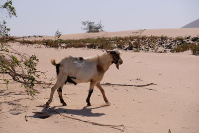 Side view of a dog on beach