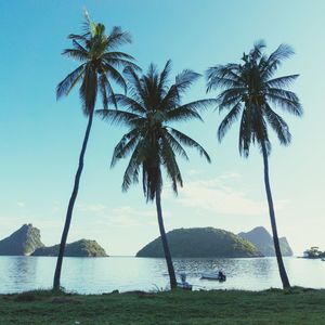 Palm trees by sea