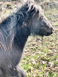 Close-up of a horse on field