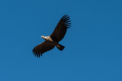 Low angle view of eagle flying against clear blue sky