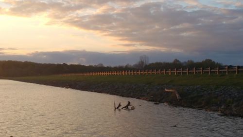 Swans by river against sky at sunset