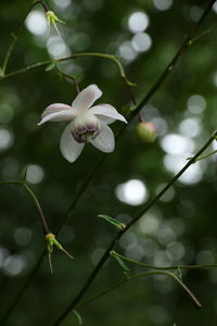 Close-up of flower blooming on tree