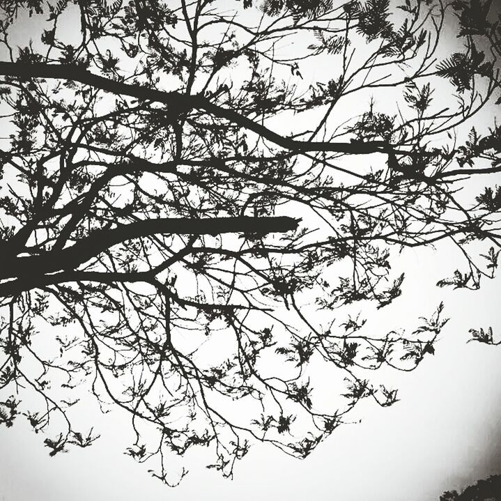 branch, tree, low angle view, growth, clear sky, nature, bare tree, beauty in nature, sky, leaf, tranquility, silhouette, twig, outdoors, day, no people, high section, copy space, scenics, branches