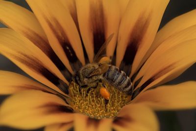 Close-up of honey bee on flower