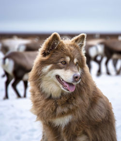 Close-up of a dog