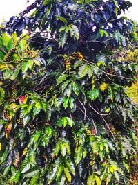 Close-up of fresh green leaves