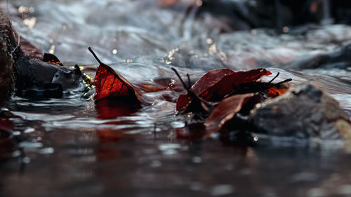 Close-up of autumn leaves in water