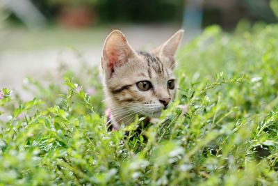 Cat looking away in a field