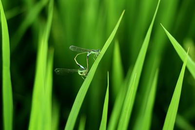 Close-up of insect on grass