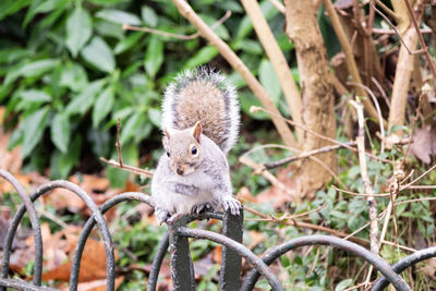 Squirrel on tree