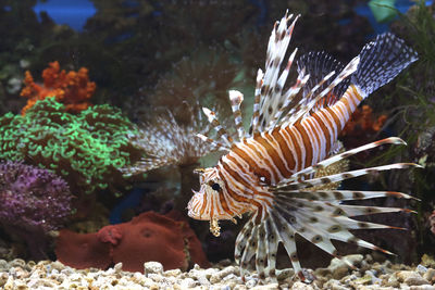 Close-up of fish underwater