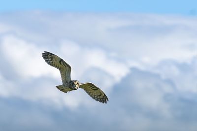 Low angle view of eagle flying against sky