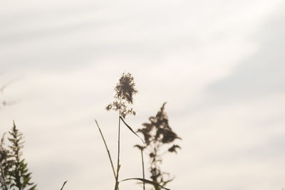 Close-up of plant against sky