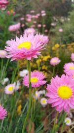 Close-up of pink daisy flowers