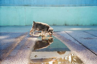 View of a dog on the road