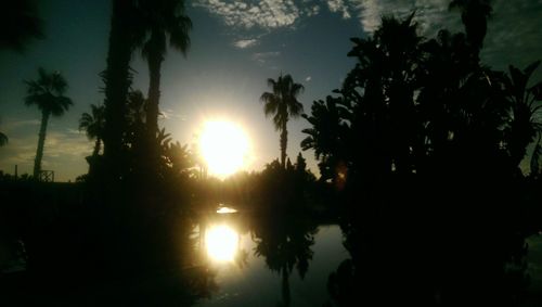 Silhouette of trees at sunset