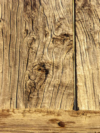 Full frame shot of tree trunk