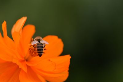 Close-up of bee pollinating on cosmos flower