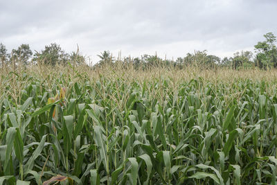 Crops growing on field against sky