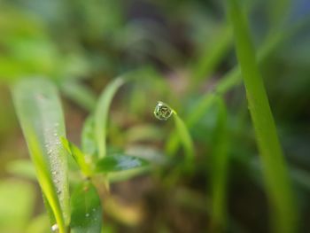 Close-up of water drops on grass