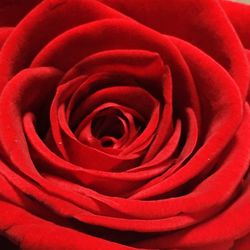 Close-up of red rose