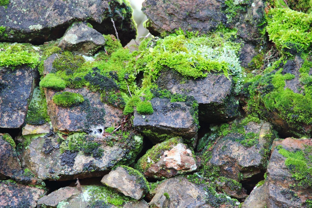 rock - object, green color, full frame, growth, moss, textured, plant, nature, backgrounds, stone - object, high angle view, outdoors, beauty in nature, day, stone, rock, stone wall, no people, abundance, tranquility