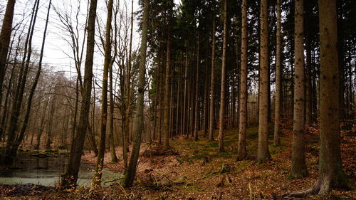 Trees in forest against sky