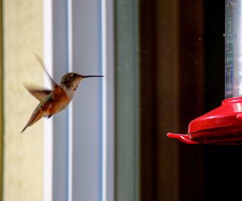 hummingbird