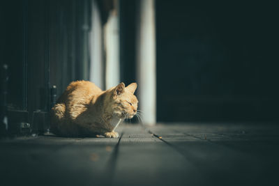 Cat lying on floor