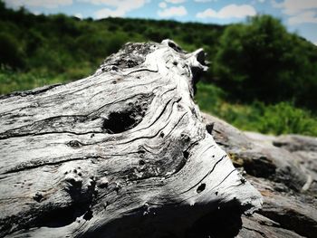 Close-up of tree stump