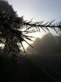 Silhouette of tree against sky