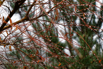 Low angle view of bird perching on tree