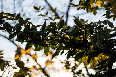 Close-up of tree branch against sky