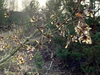 Close-up of berries growing on tree in forest