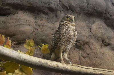 Close-up of owl perching on plant