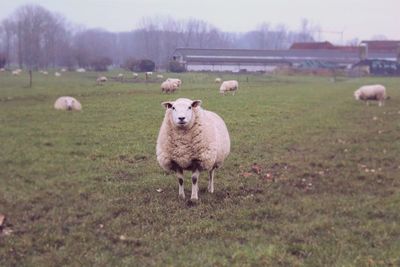 Sheep on field