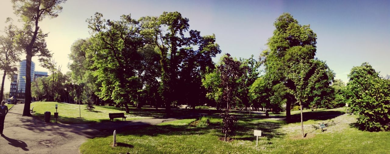 tree, growth, tranquility, park - man made space, green color, tranquil scene, nature, beauty in nature, scenics, sunlight, clear sky, tree trunk, sky, shadow, grass, day, palm tree, outdoors, incidental people, idyllic