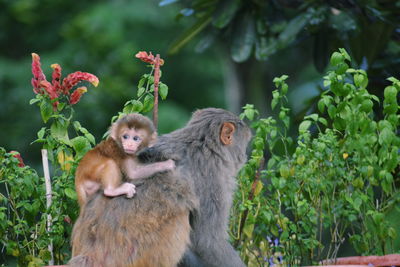 Monkeys on tree