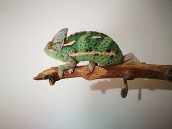 Close-up of chameleon perching on branch against white background