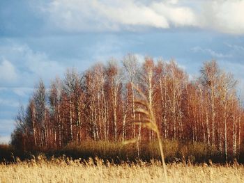 Scenic view of field against cloudy sky